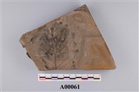 藏品(植物化石)的圖片